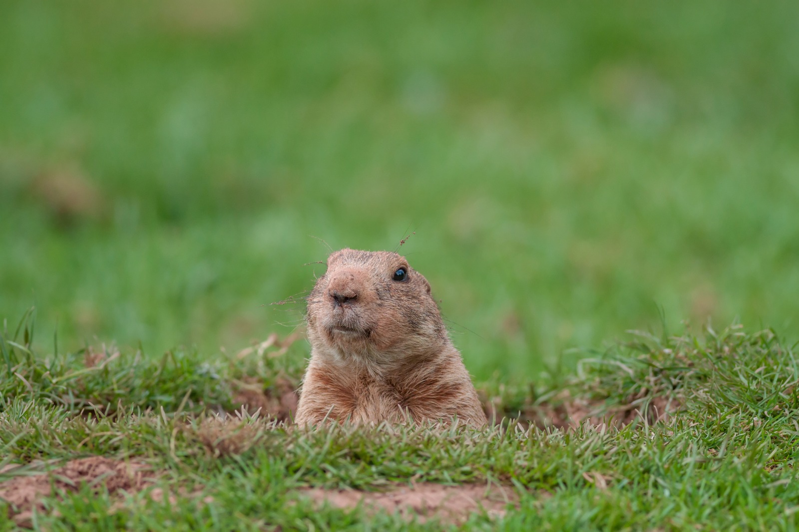 Photo of gopher poking up from ground